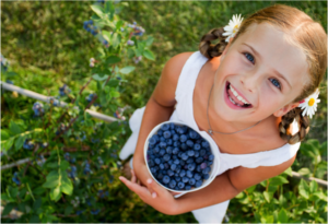Florida Best Blueberry Farm Inverness Florida U-Pick Blueberries | upickfarmlocator.com